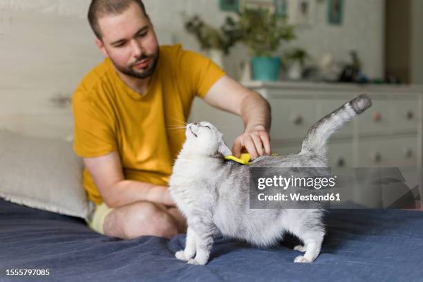 man brushing cat sitting on bed at home - brushing stock pictures, royalty-free photos & images