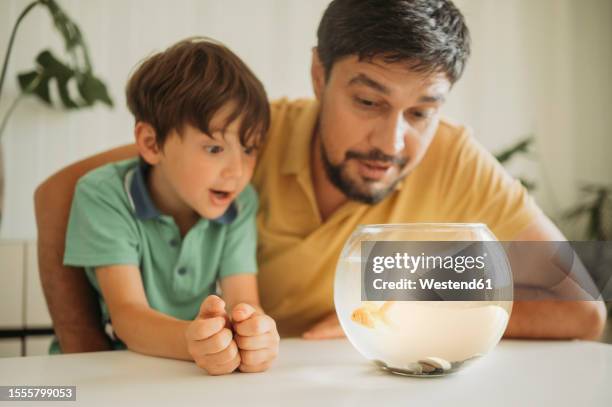 curious father and son looking at fish in bowl at home - karausche stock-fotos und bilder