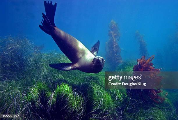 sealion - sea lion stock pictures, royalty-free photos & images