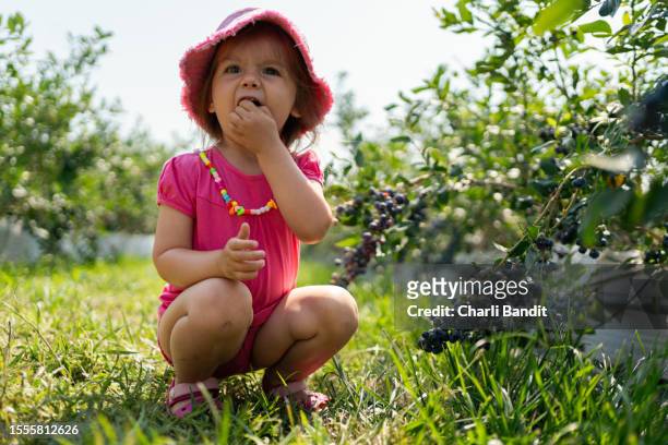 caucasian toddler girl, picking and eating blueberries, at the family blueberry farm - eastern european stock pictures, royalty-free photos & images