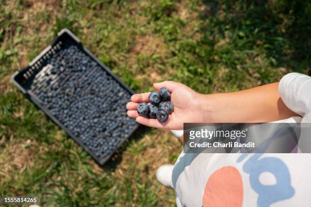 unkenntliches kaukasisches mädchen, das blaubeeren auf dem familienbauernhof pflückt - blueberry girl stock-fotos und bilder