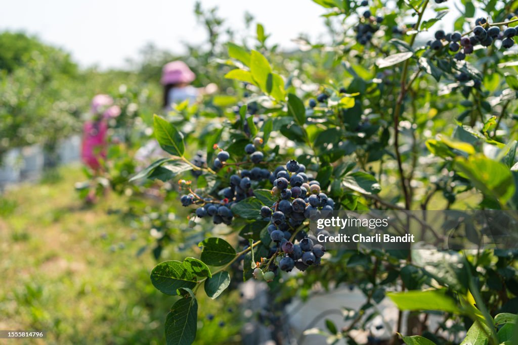 Caucasian sisters, harvesting blueberries at the family farm