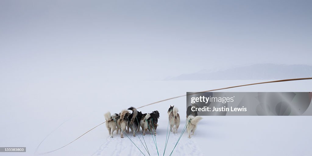 Pack of arctic dogs pulling sled with whip in snow