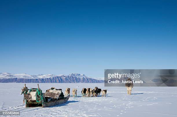 inuit man in fur walks with dogs and sled on ice - inuit foto e immagini stock