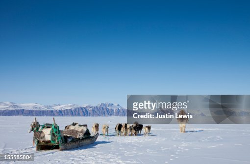 Inuit man in fur walks with dogs and sled on ice