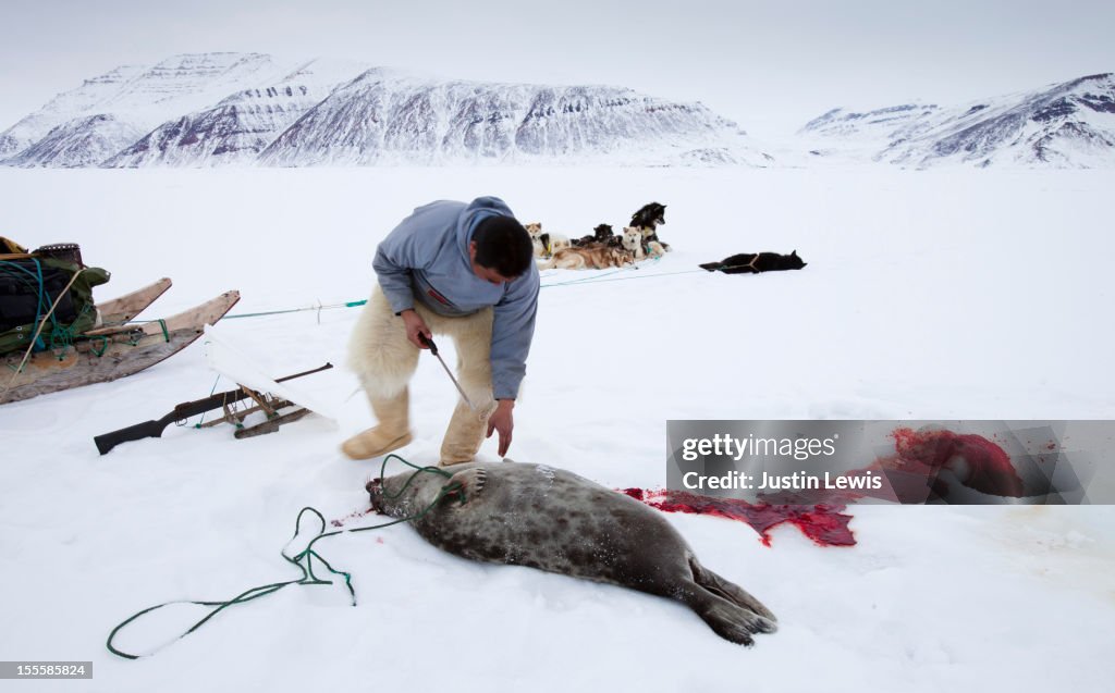 Inuit man cleans up seal after shooting on sea ice
