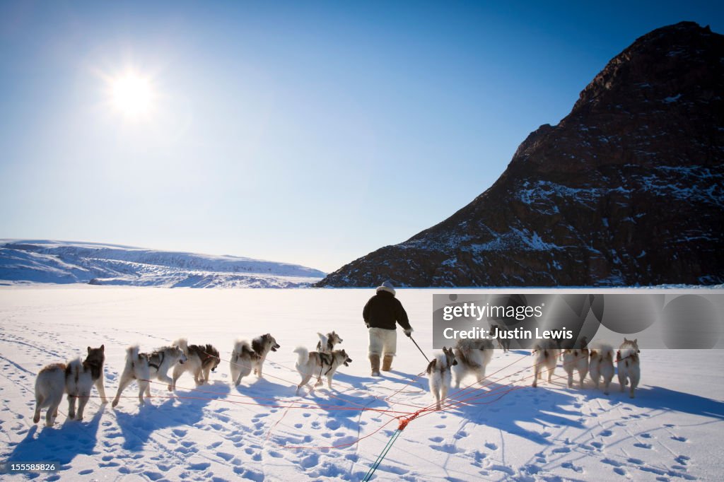 Inuit man walks with sled dogs on snowy sea ice