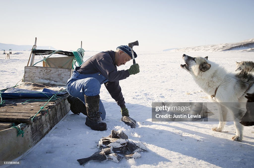 Inuit man feeding frozen fish to howling sled dog