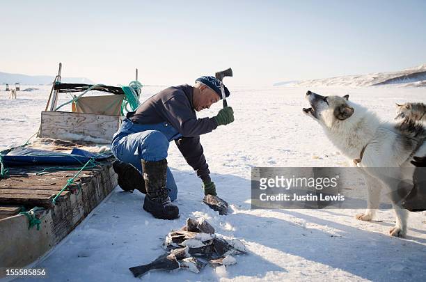 inuit man feeding frozen fish to howling sled dog - inuit people stock pictures, royalty-free photos & images