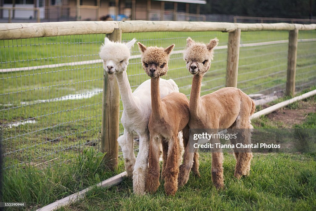 Three Alpacas Posing For The Camera