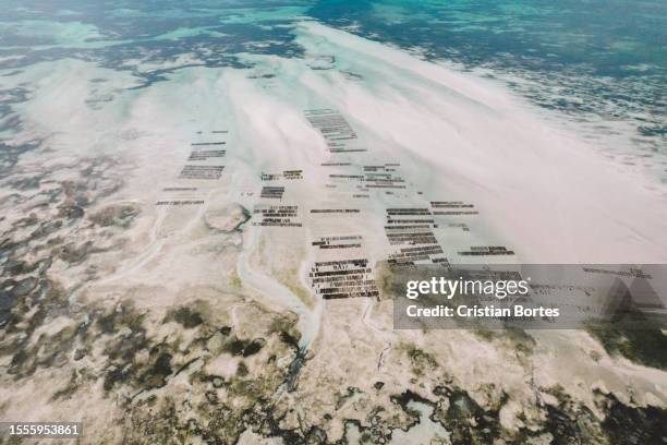 zanzibar - aquakultur stock-fotos und bilder