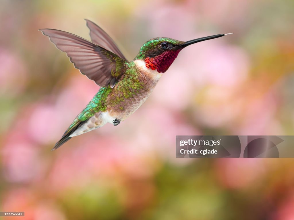 Ruby-Throated Kolibri Pink Geen Rot