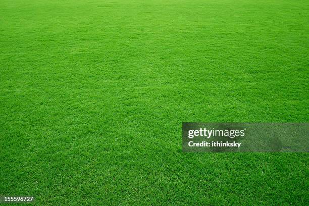 green grass background - rugby pitch stock pictures, royalty-free photos & images