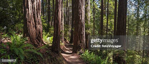 earth trail through giant redwood forest - coast redwood stock pictures, royalty-free photos & images