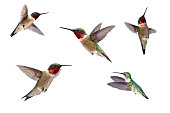 Three Ruby Throated Hummingbirds Isolated on White