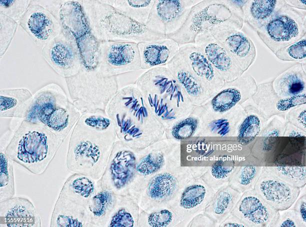 microscope image du noyau de cellules de trois à anaphase - cellule végétale photos et images de collection