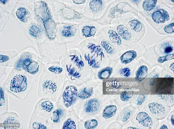 microscope image of plant cells with three nuclei in anaphase - celdeling stockfoto's en -beelden