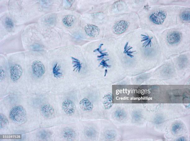 microscope image of metaphase and anaphase in plant cells - metaphase 個照片及圖片檔