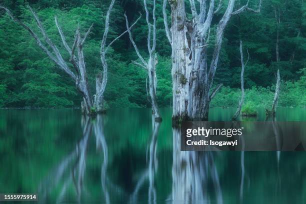 trees standing in water against a green forest - 壮大な景観 ストックフォトと画像