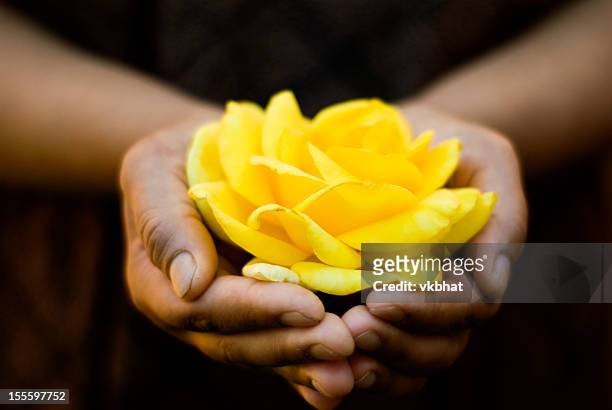 rose in hands - yellow rose stock pictures, royalty-free photos & images