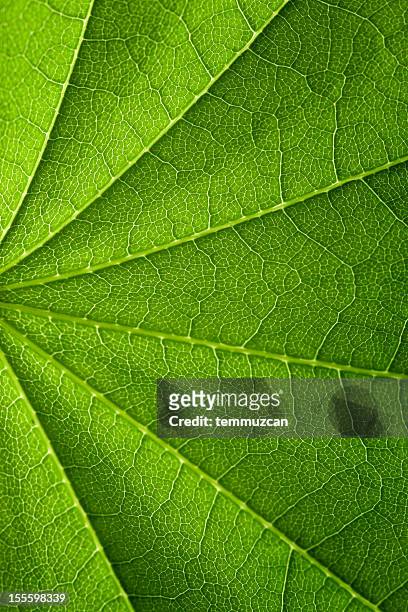 leaf series - ausschnitt stock-fotos und bilder