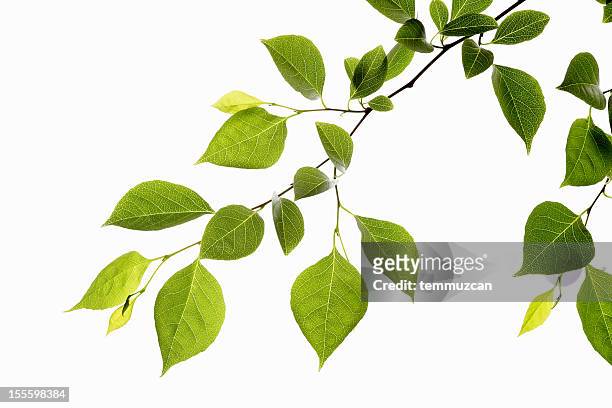 leaf series - baum stock-fotos und bilder