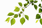 Leaf Series