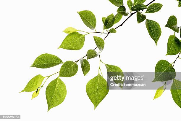 leaf series - plant isolated stock pictures, royalty-free photos & images