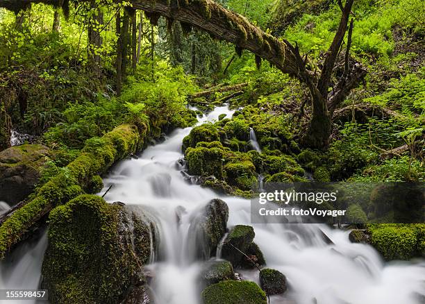 wild forest waterfall idyllic green wilderness - portland oregon bildbanksfoton och bilder