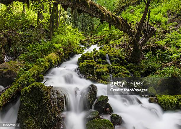wild forest waterfall idyllic green wilderness - hood river 個照片及圖片檔