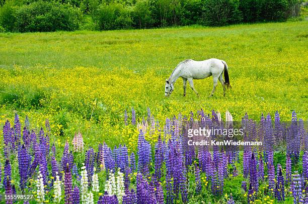 cavallo bianco di primavera in un pascolo - ranuncolo comune foto e immagini stock