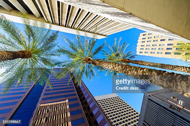 phoenix arizona arranha-céus e palmeiras, oliveiras vista da cidade - phoenix arizona imagens e fotografias de stock