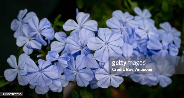 plumbago auriculata (cape leadwort) flowers blooming in the nature. - plumbago stock pictures, royalty-free photos & images