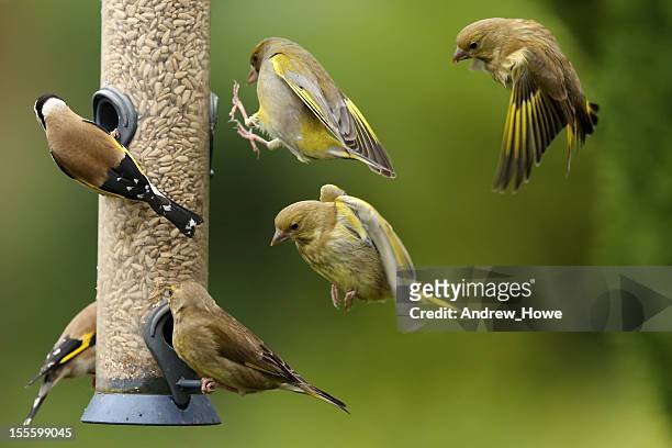 busy bird feeder - vogels stockfoto's en -beelden