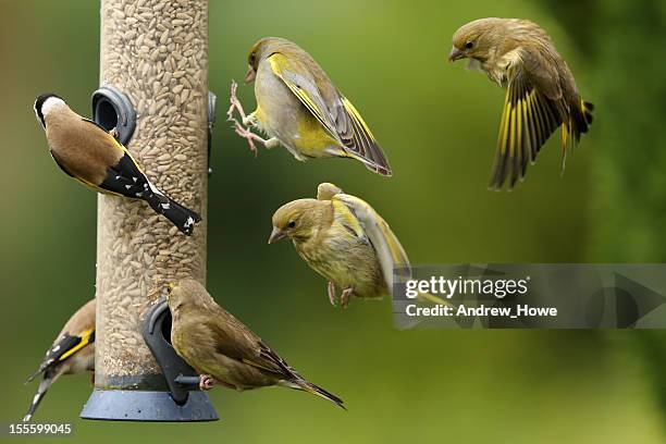 busy bird feeder - carduelis carduelis stock pictures, royalty-free photos & images