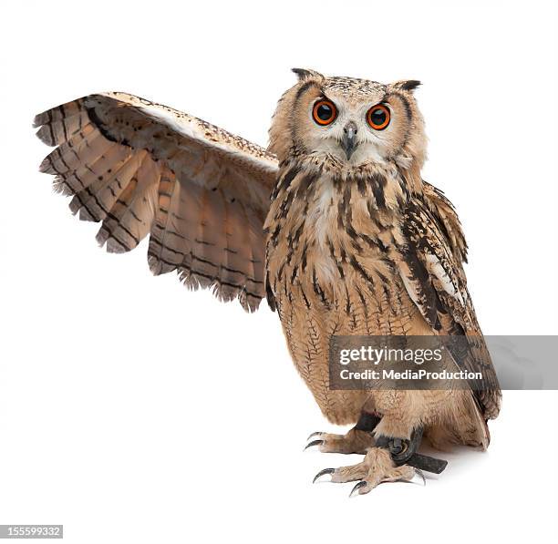 wise owl - animals stockfoto's en -beelden