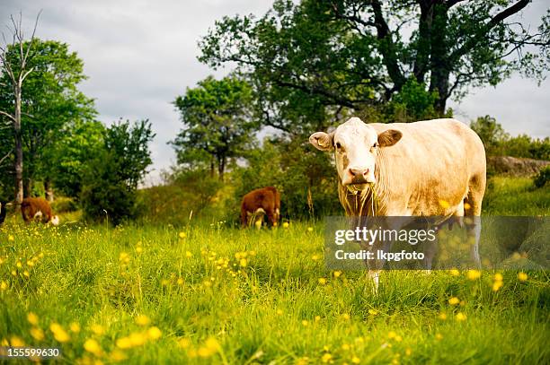 cows eating - grazing stock pictures, royalty-free photos & images