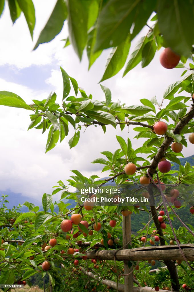 Lots of Plums