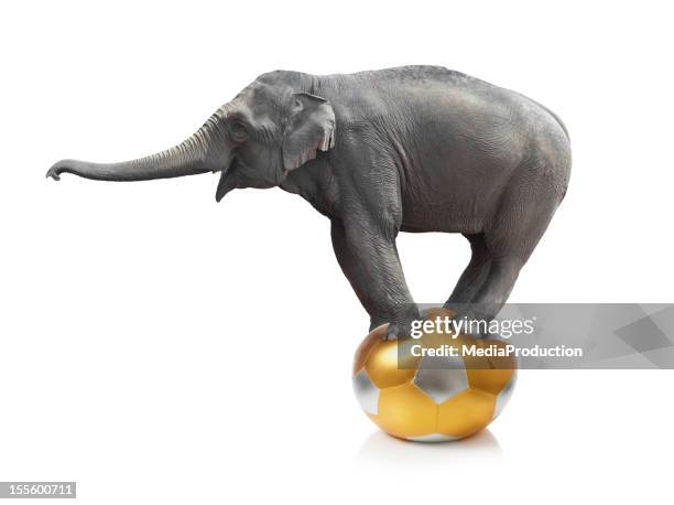 elephant standing on a ball on a white background - humour concept stock pictures, royalty-free photos & images