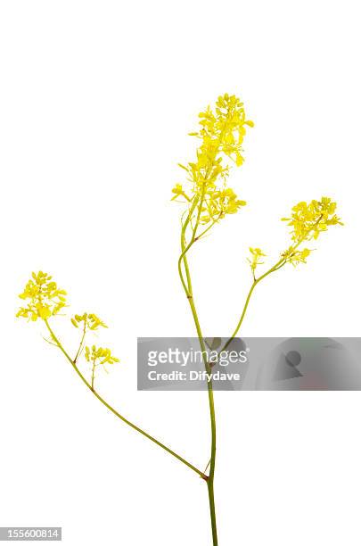 yellow black mustard flowers brassica nigra - mustard plant stock pictures, royalty-free photos & images