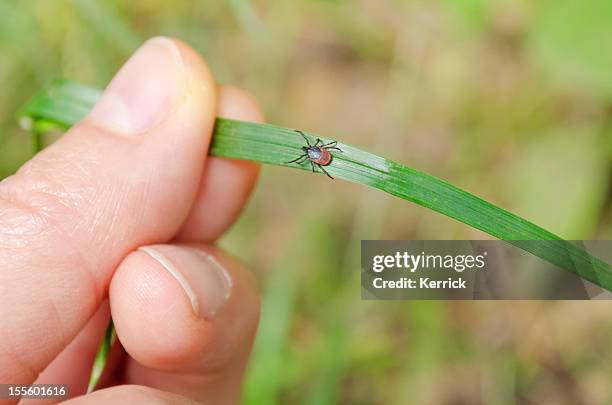 adult tick walking to warm source - nature shot - arachnid stockfoto's en -beelden