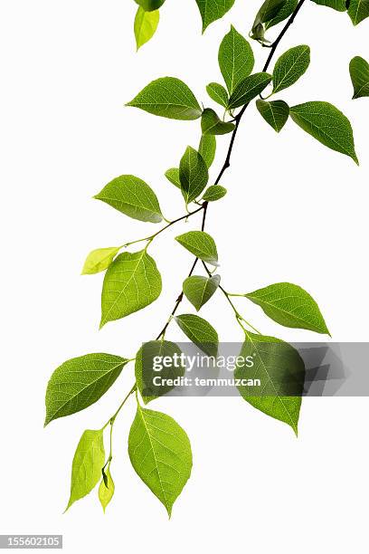 leaf series - plants white background stockfoto's en -beelden