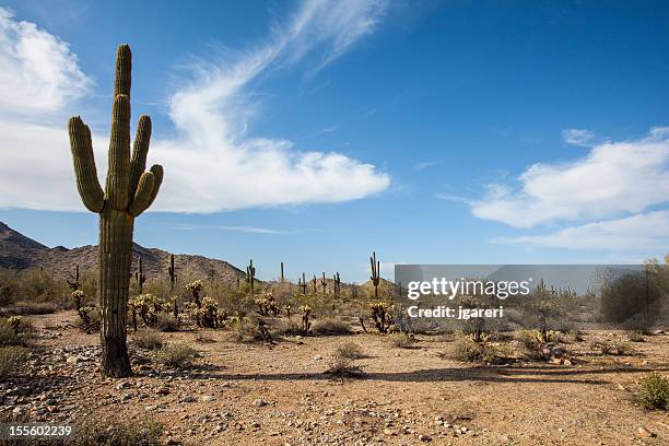 wüstenlandschaft - arizona cactus stock-fotos und bilder