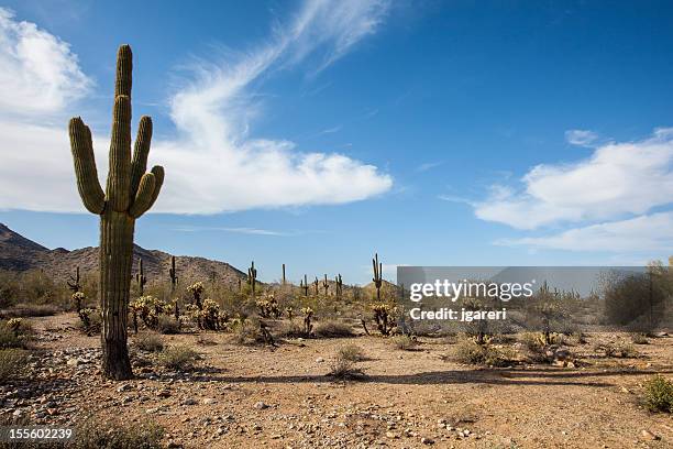 paesaggio desertico - deserto del sonoran foto e immagini stock