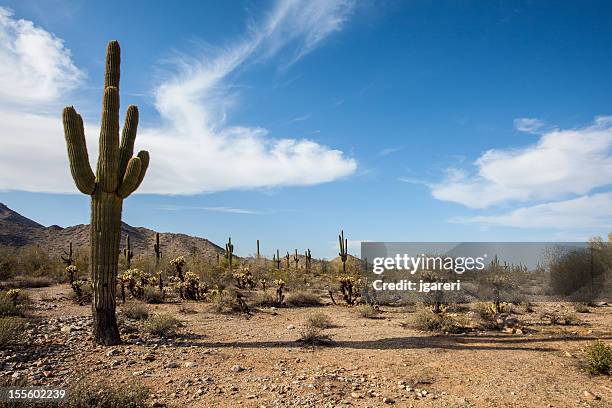 desert landscape - sonoran desert stockfoto's en -beelden