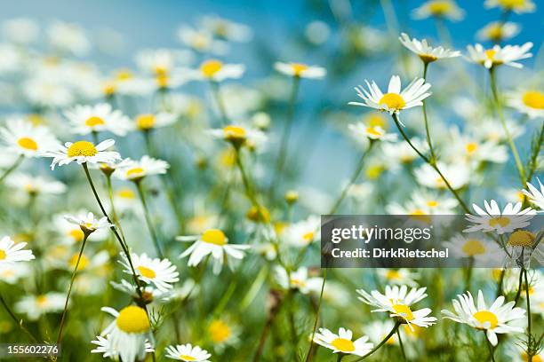 chamomile. - chamomile plant bildbanksfoton och bilder