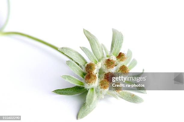 edelweiss - edelweiss flower stock pictures, royalty-free photos & images