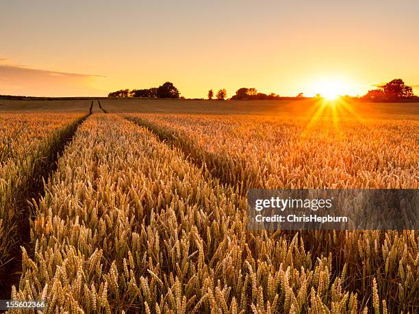 weizen feld bei sonnenuntergang - kornfeld stock-fotos und bilder