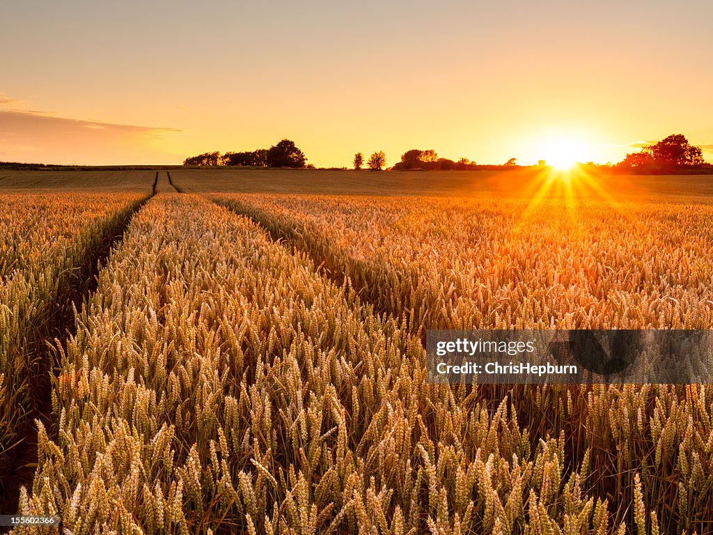 Wheat Field Sunset