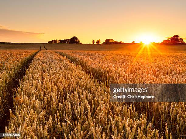 wheat field sunset - wheat grain 個照片及圖片檔